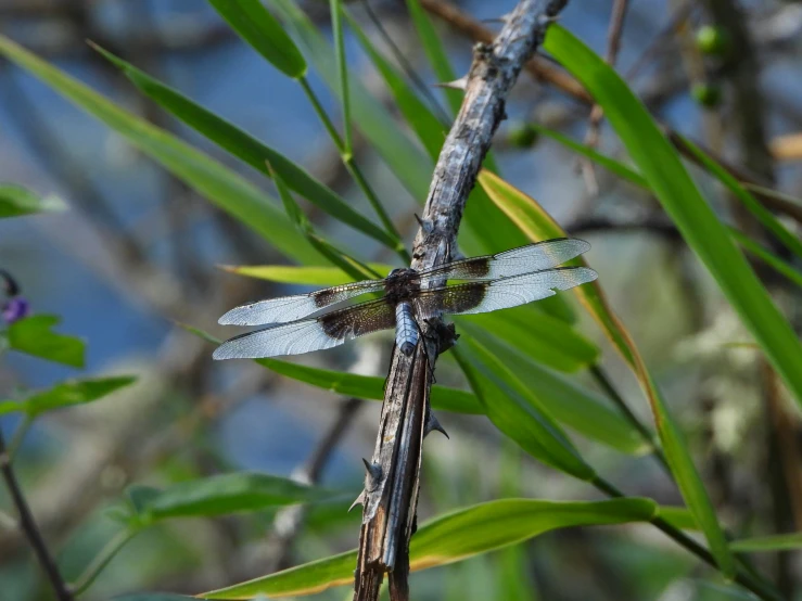 dragonfly rests on the tip of a thin stalk of tree