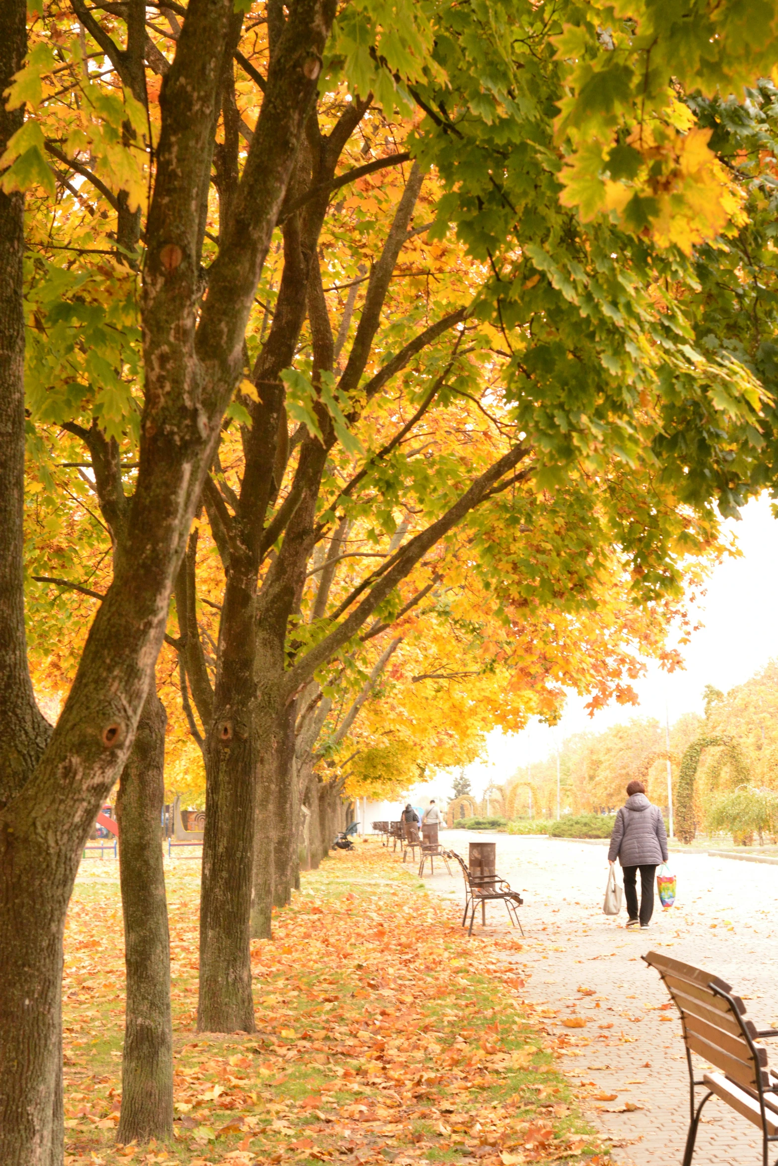 an old man walking down the street between a row of benches