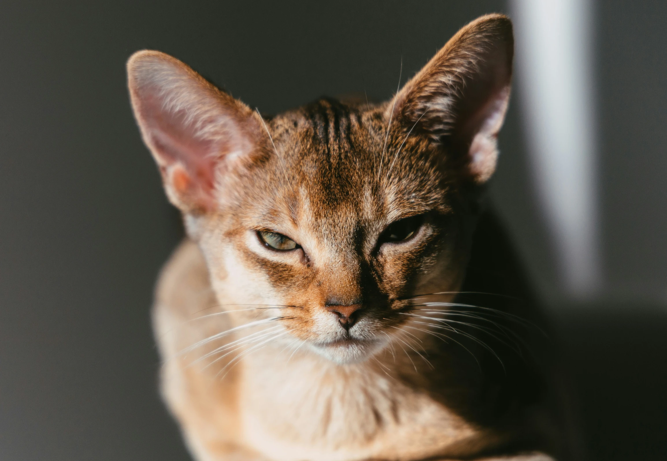 a cat with green eyes and brown hair