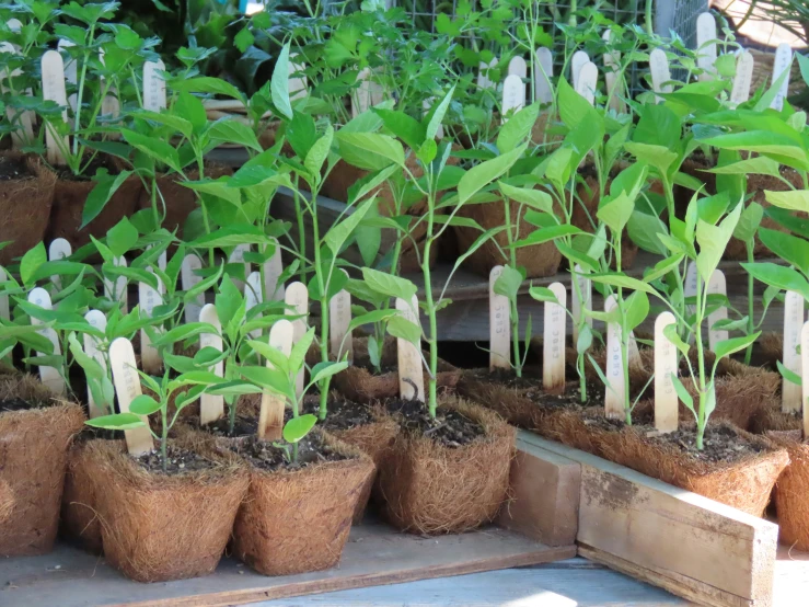 a variety of plant pots with sprouts growing from them