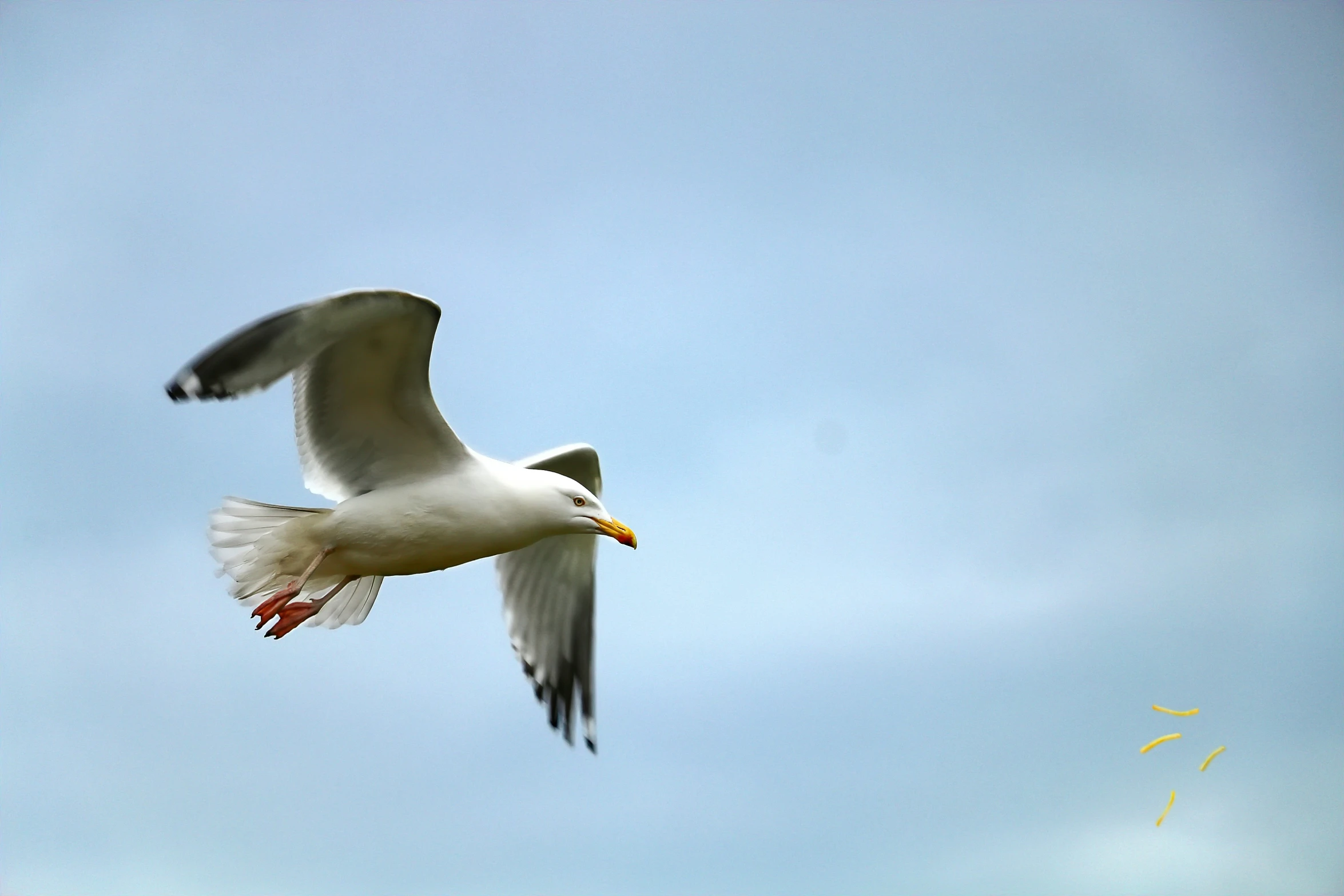 a seagull flies through the clear blue sky