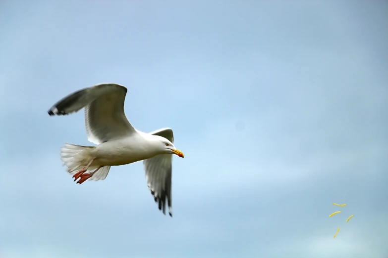 a seagull flies through the clear blue sky