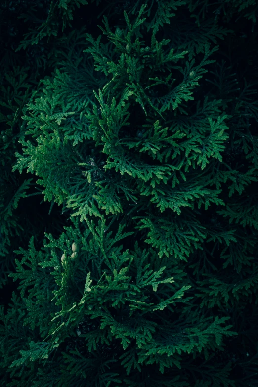 top view of a thick green fir tree