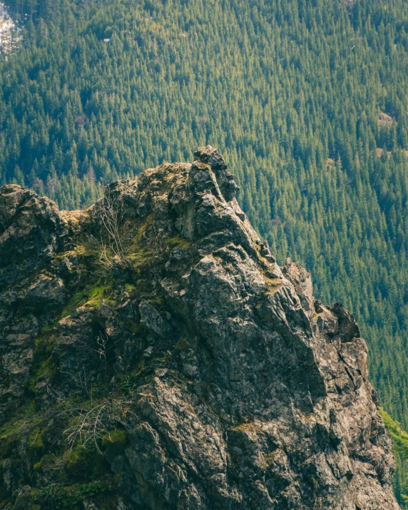 an image of a bird on top of a mountain
