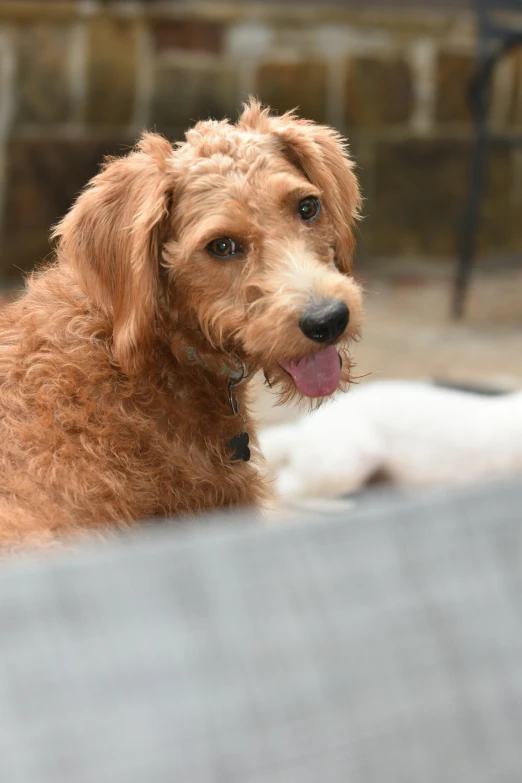 a dog sitting with his tongue out