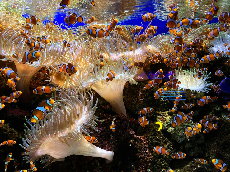 several fish and anemones are swimming under water