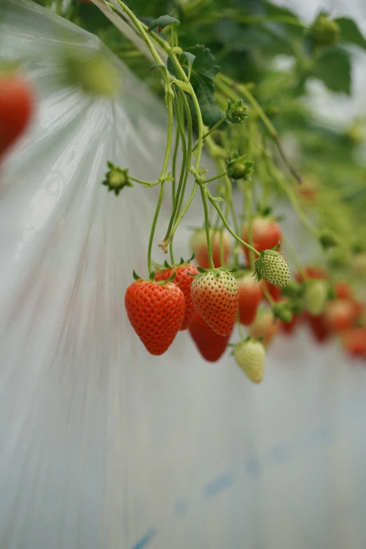 a vine of strawberries hanging on a nch