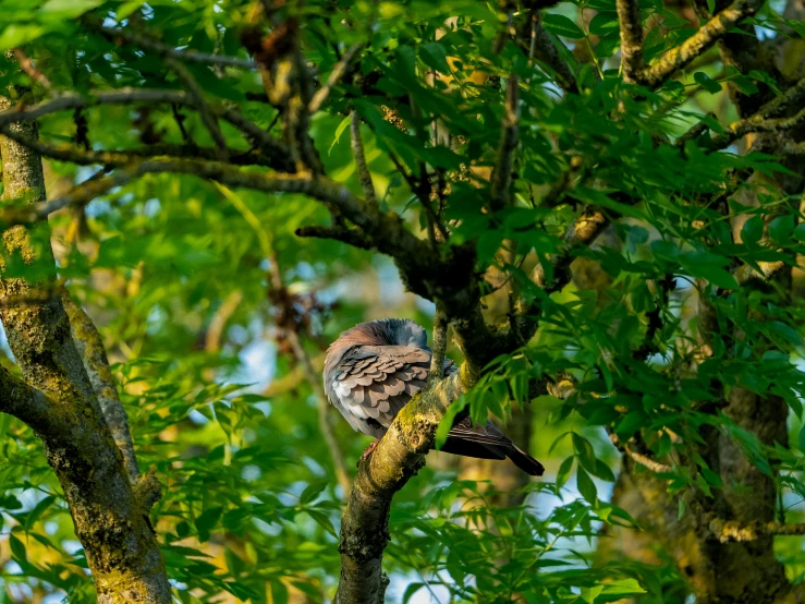 the bird is perched up on the tree nch