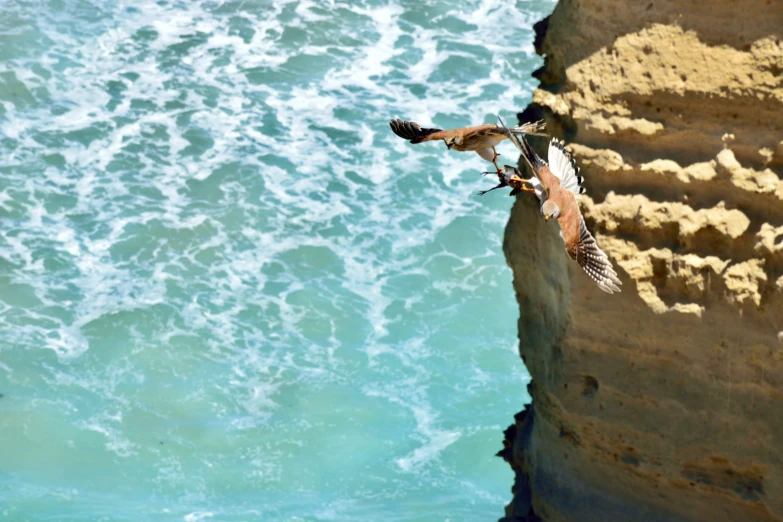 two birds flying over water by a cliff