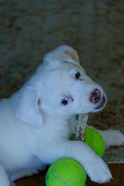 a white puppy holding a toy and chewing on a tennis ball