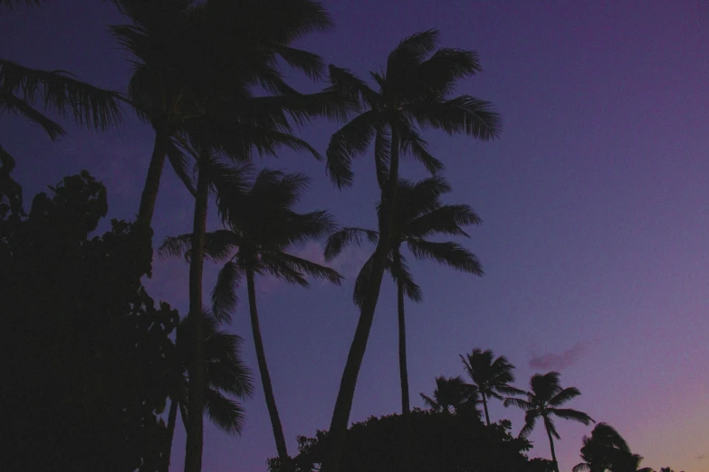 several palm trees at dusk with the moon visible