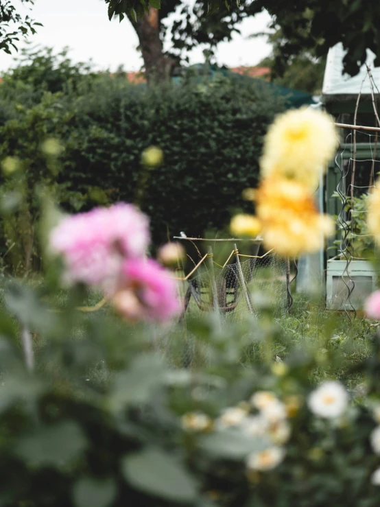 some flowers in a field next to some buildings