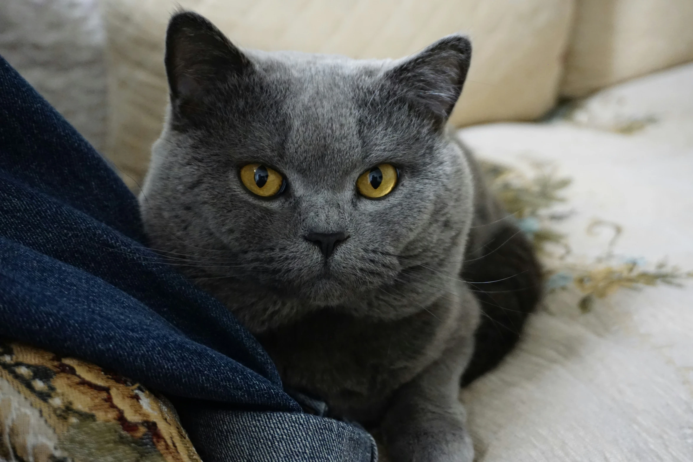 a grey cat sitting on top of a couch