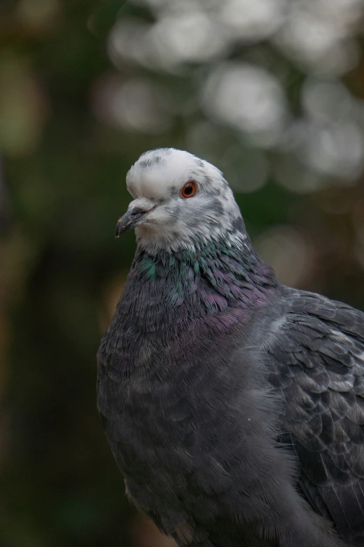 a close up image of a large gray bird