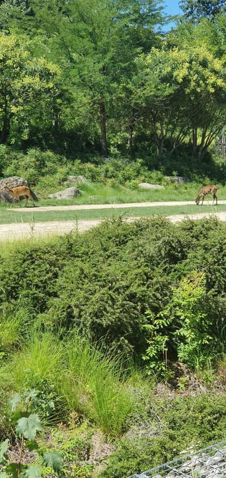 some animals in an outdoor forest area