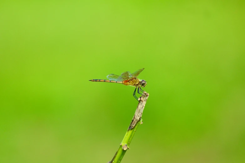 a dragonfly sits on top of a plant stem