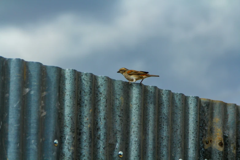 a bird perched on top of a corrugated fence