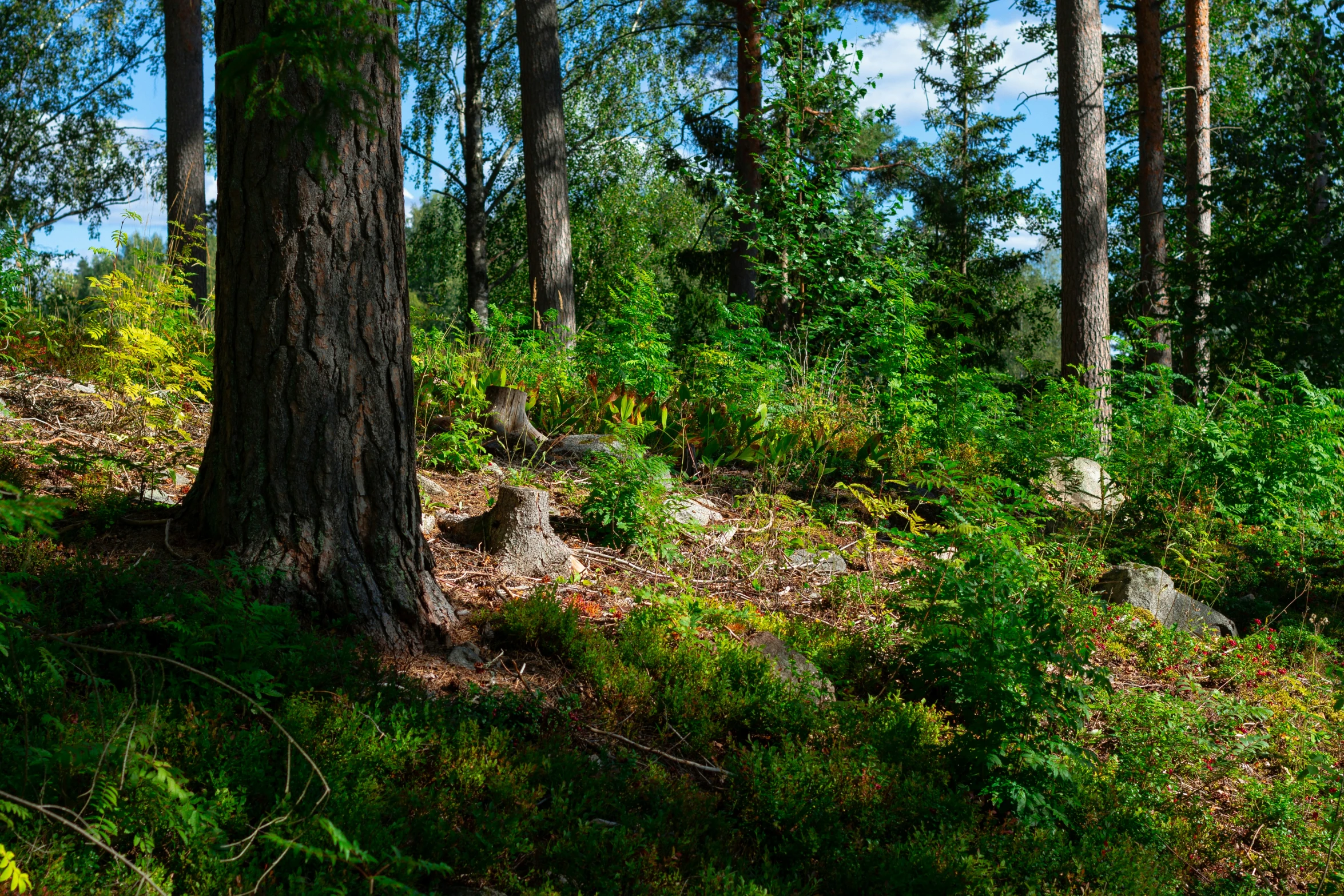 the sun shines through the trees on this hillside