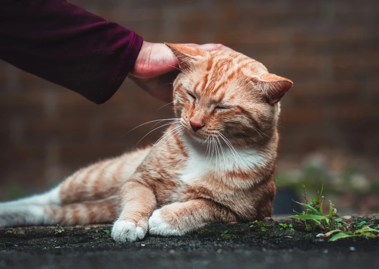 the small cat is being pet by a person