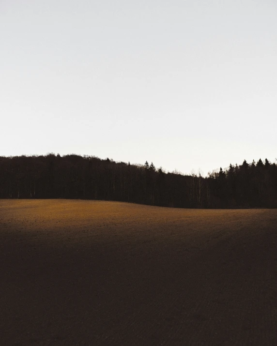 a lone tree silhouette on a hill