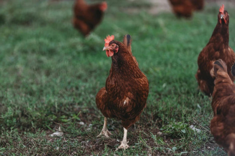 the chickens are standing together in the grass