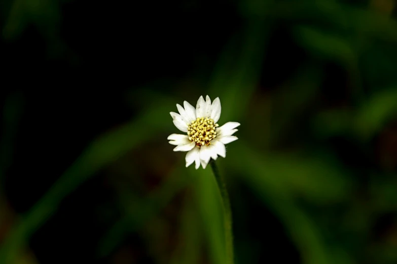 an extreme close up view of a wild flower