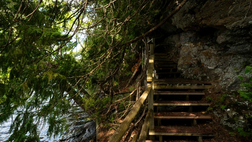 staircase with stairs leading up to tree next to body of water