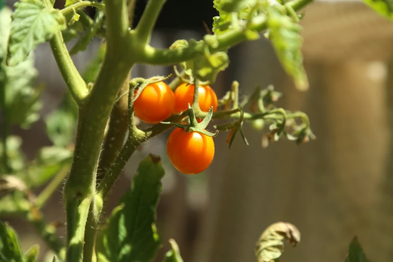 the ripe tomatoes are hanging on the nch