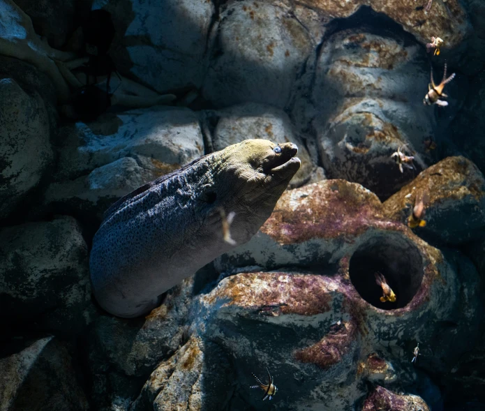 there are two small crabs sitting on the rocks