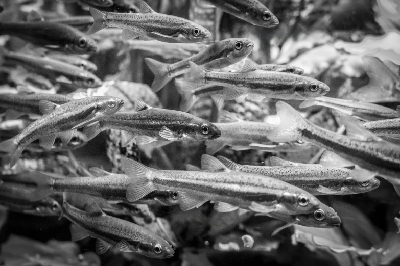 many little fish in a bowl with water