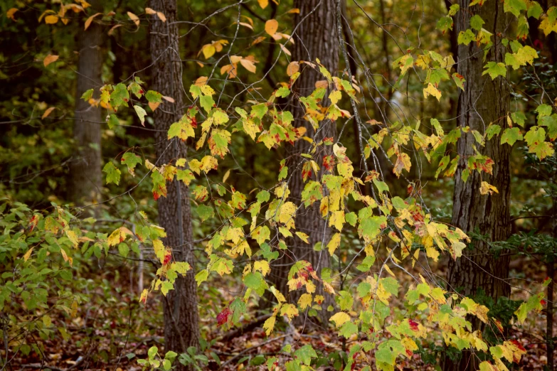 a group of trees with yellow and red leaves