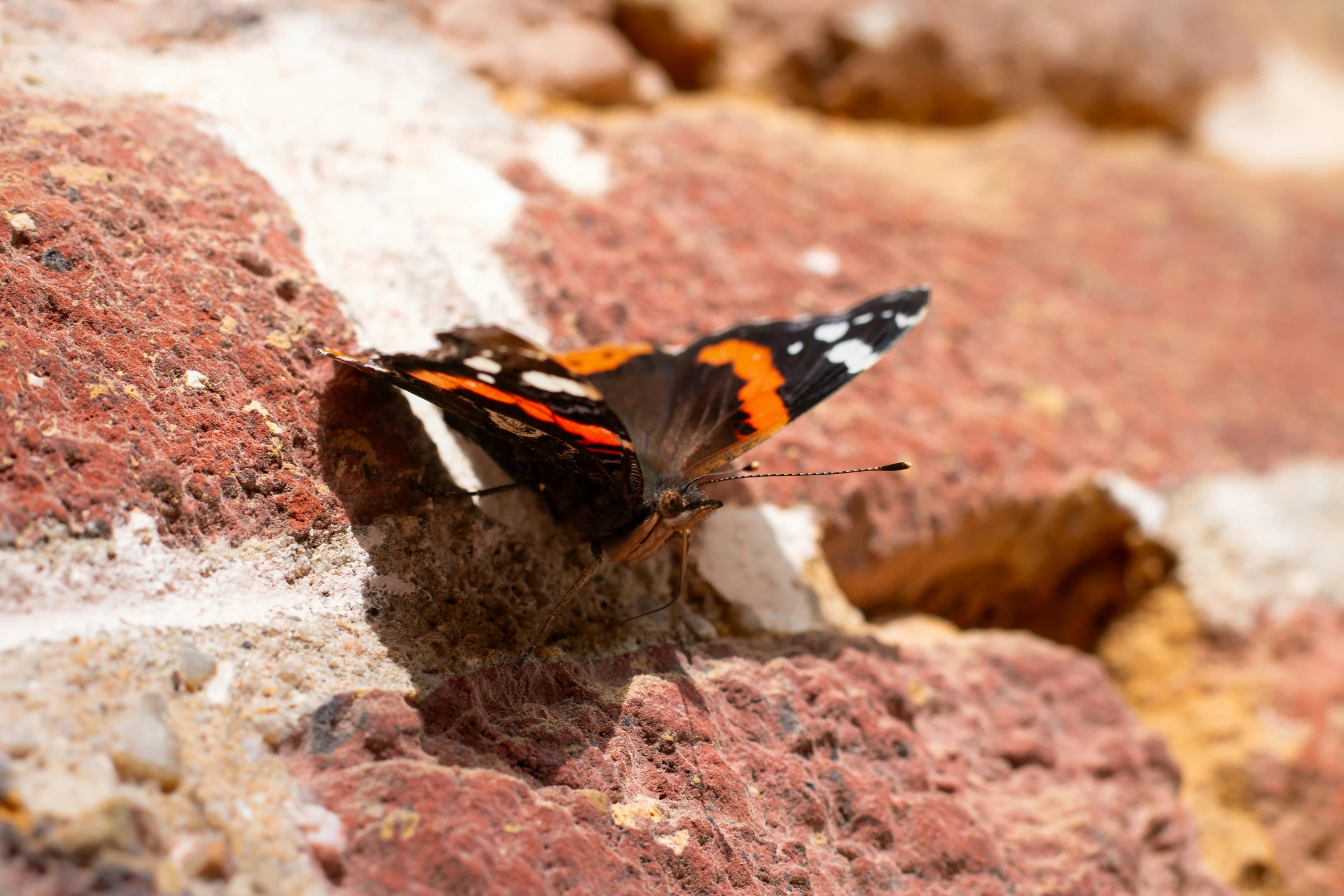 an orange and black erfly resting on a rock