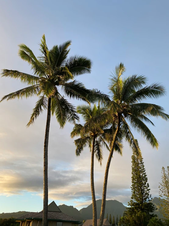 palm trees, one standing and one sitting, in front of a house