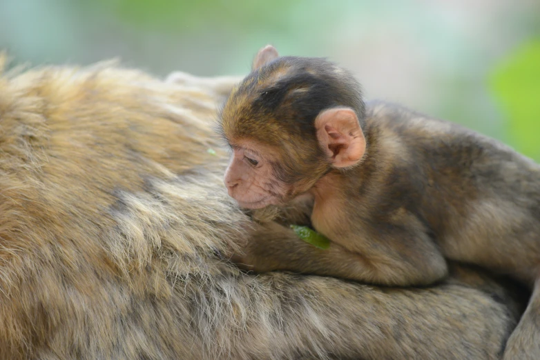 two monkeys on top of each other