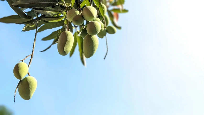 multiple long shaped fruits hanging from a tree