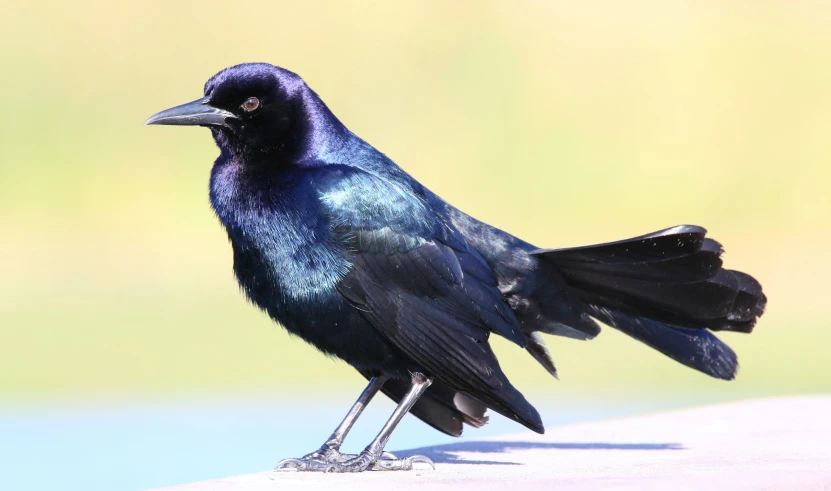 a black bird with blue feathers on a ledge