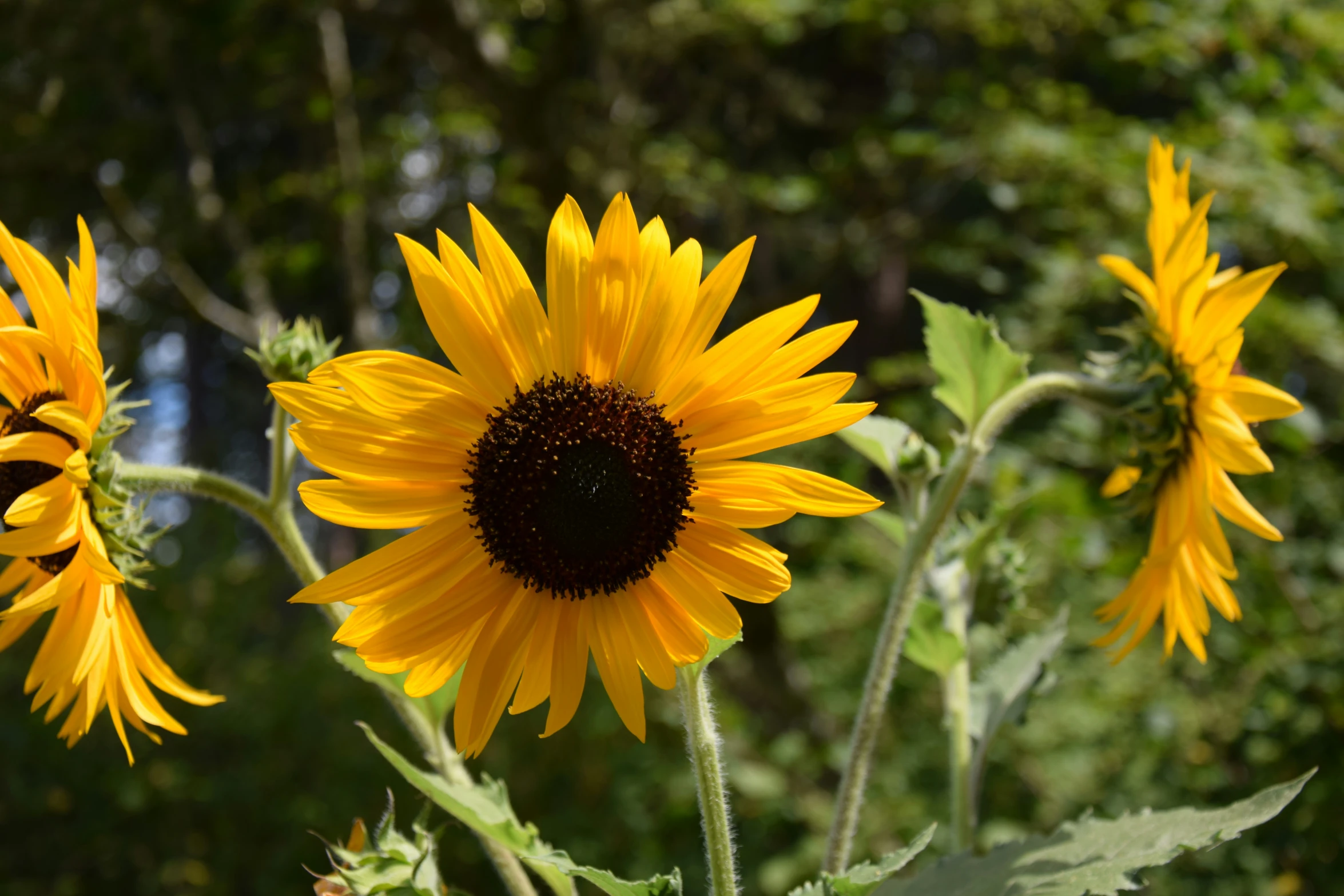 the large sunflowers are blooming in their natural surroundings