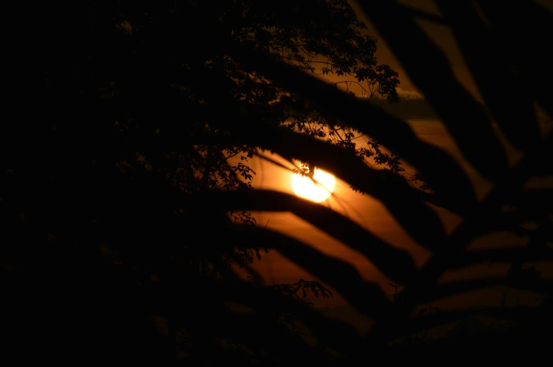 tree nch silhouettes are seen against a setting sun