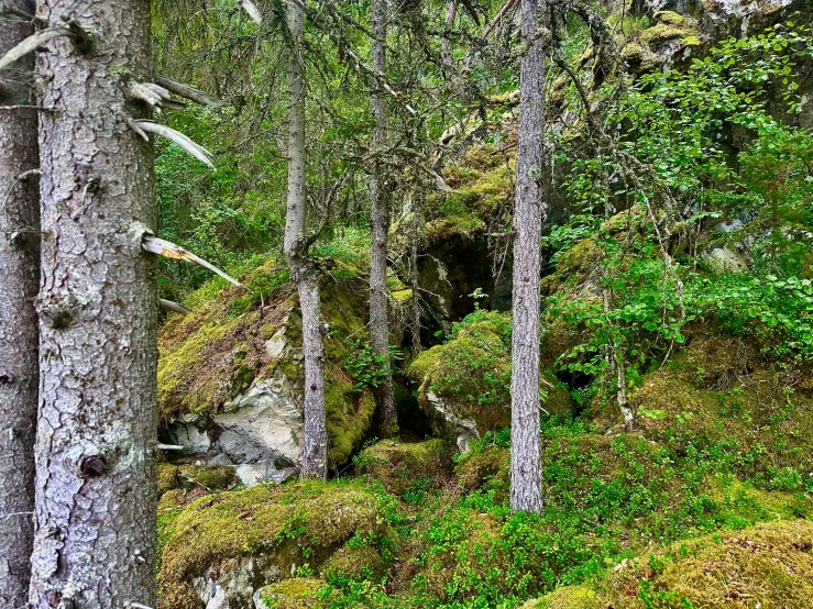 two bears climbing a hill among the woods