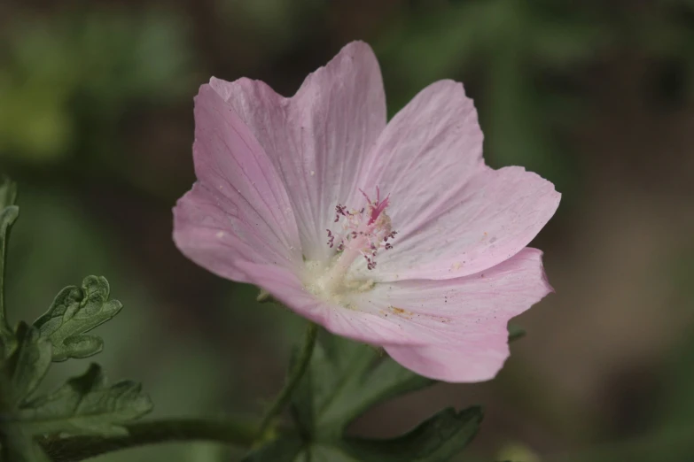 a pink flower sitting in the middle of a forest