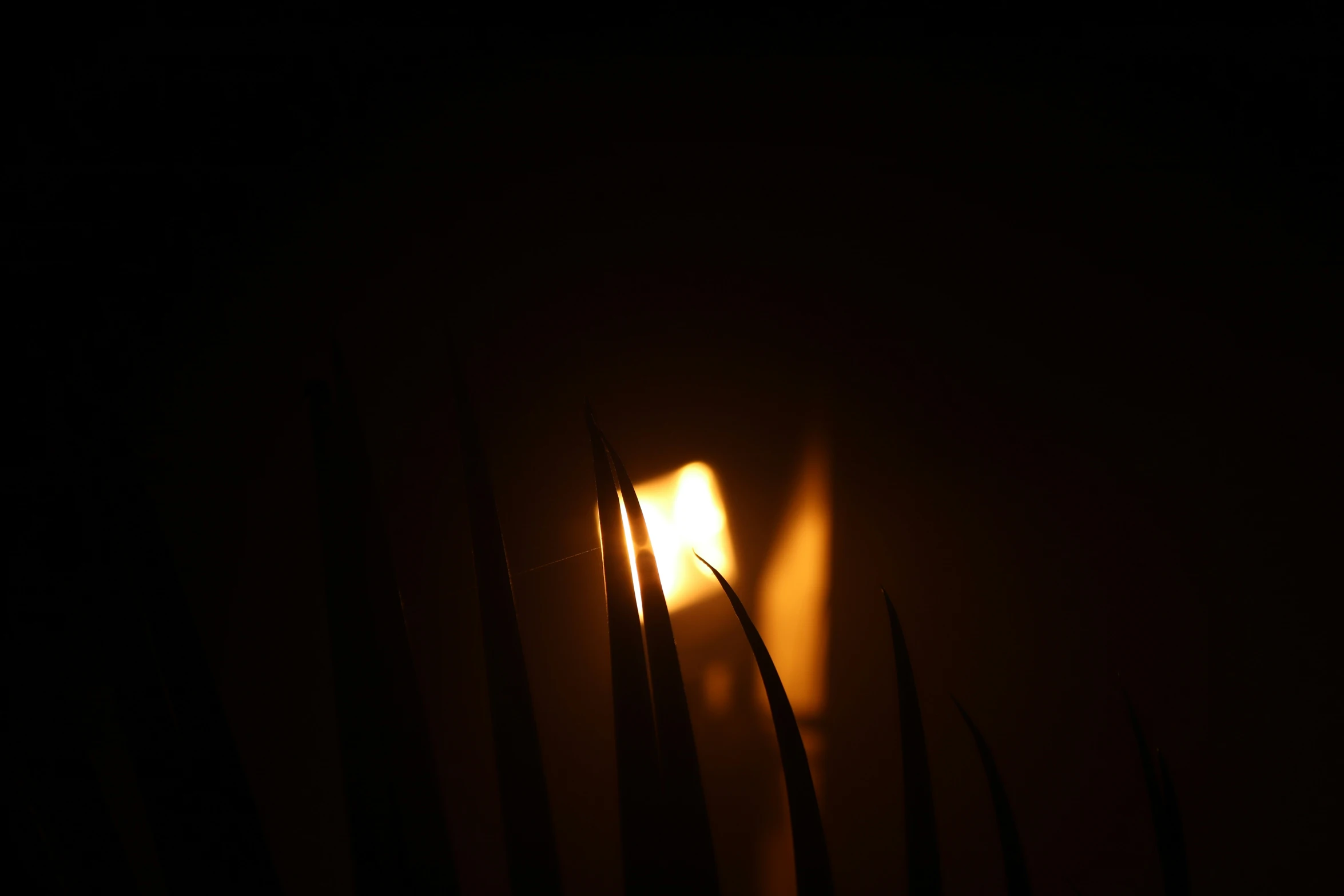 a light that is shining through some plants