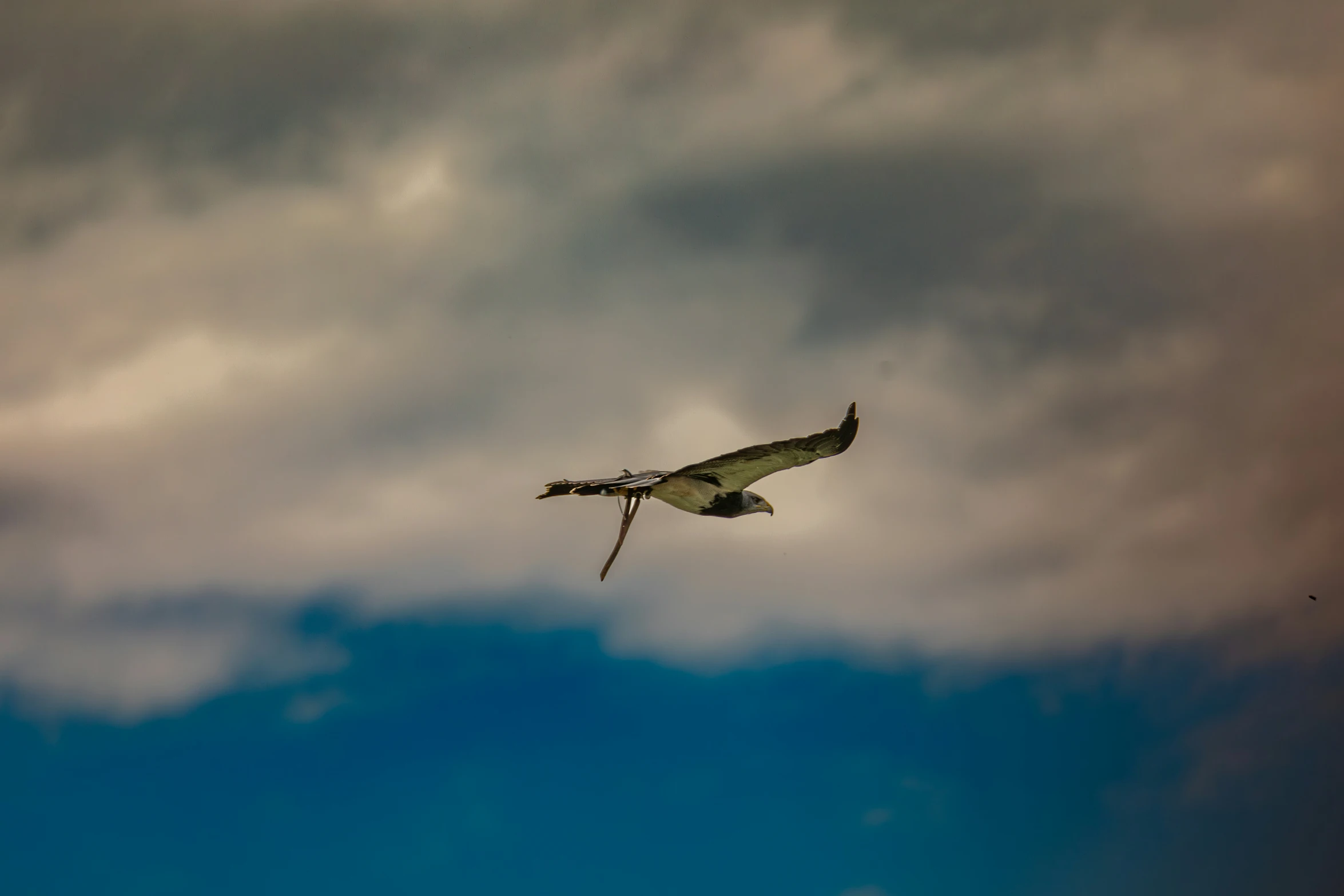 an old bird flying across the sky on cloudy day