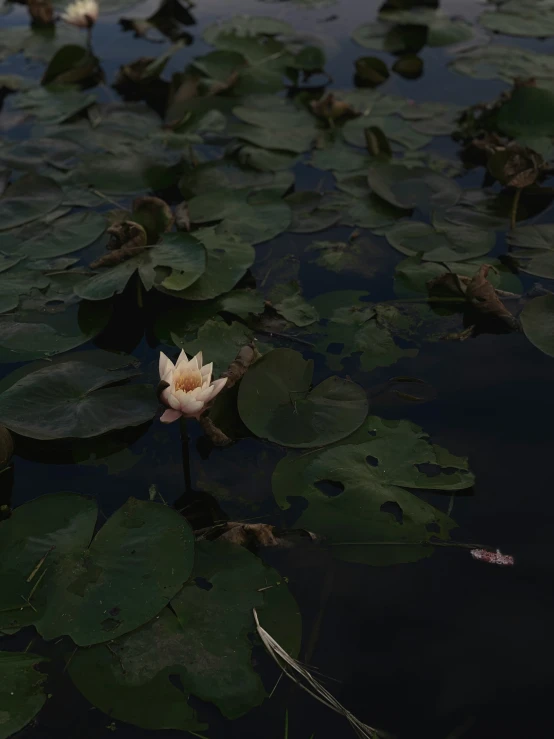 a water lily on the bottom of the pond