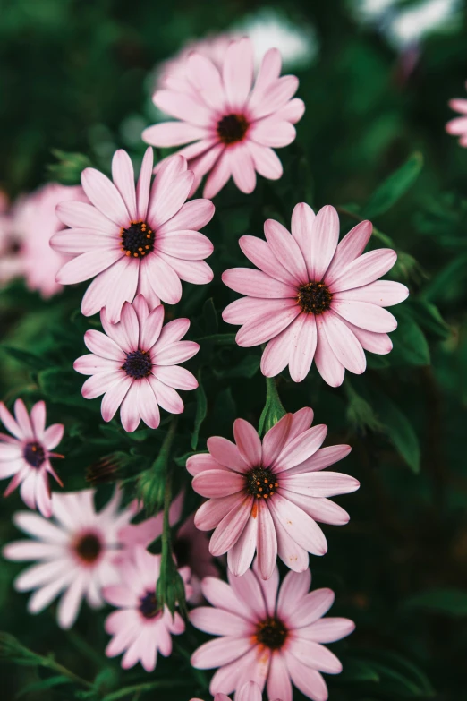 pink daisies on display in a garden