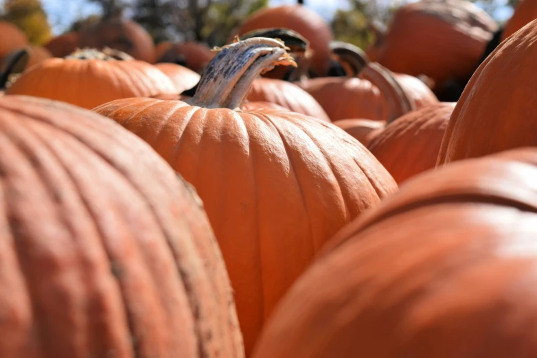 a field of pumpkins with one pumpkin split open