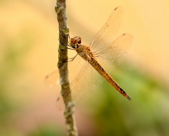 a dragon fly on a stem with a blurry background