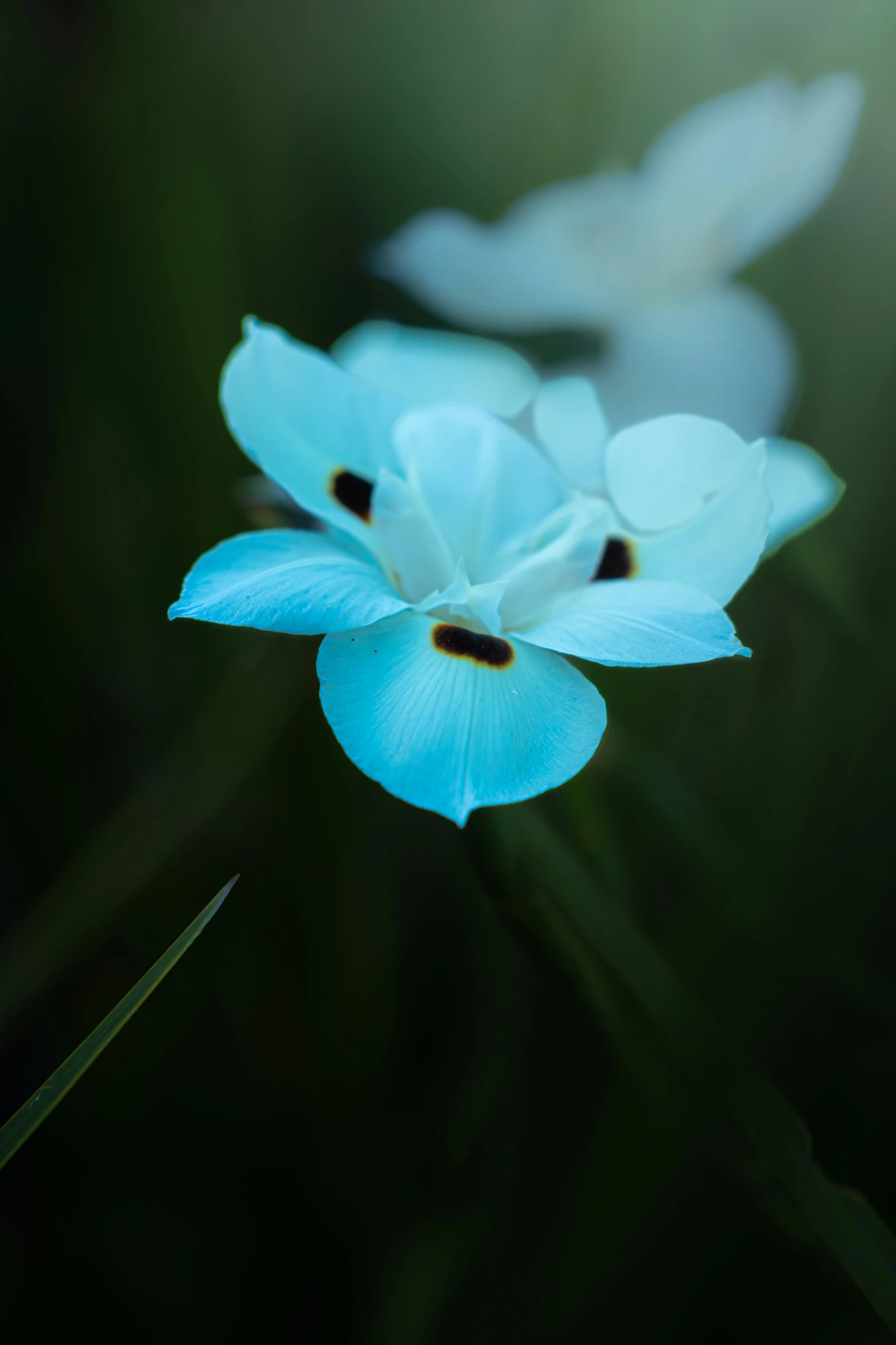 a blue flower sitting on top of grass next to leaves