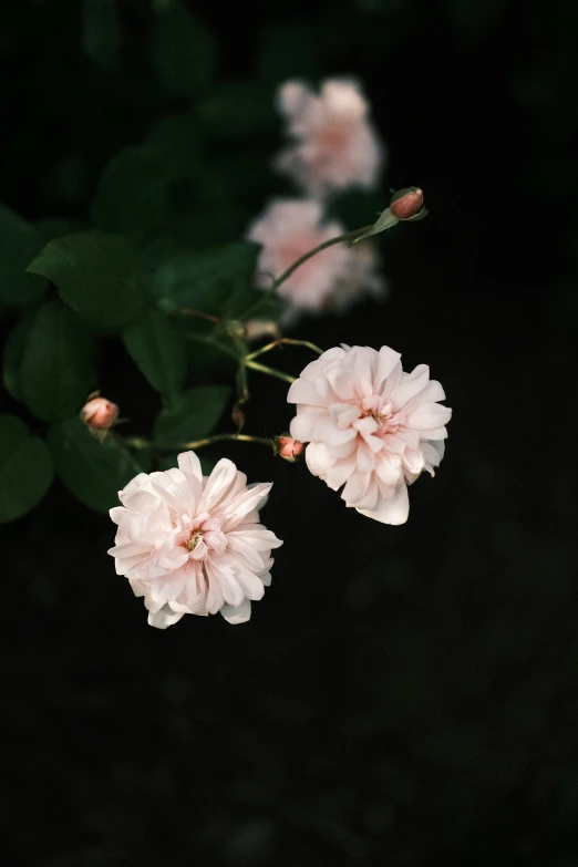 two pink flowers grow out of the dark green leaves