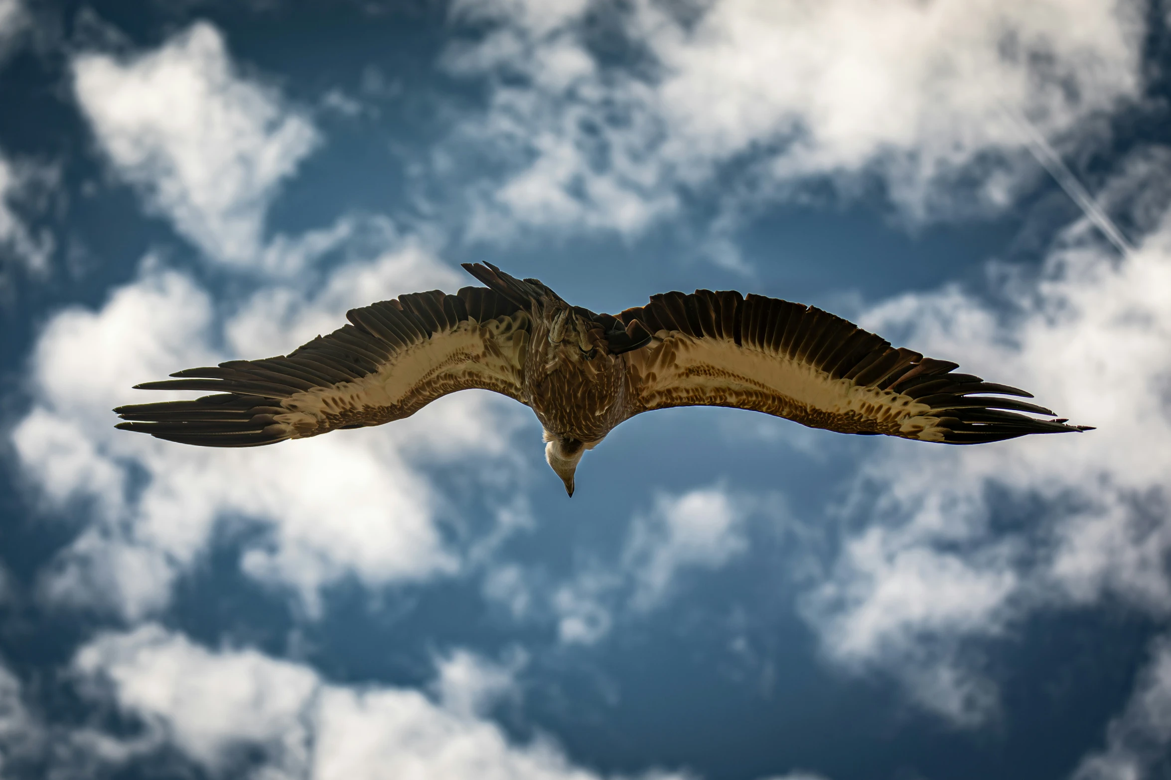 a large bird flying under cloudy blue skies