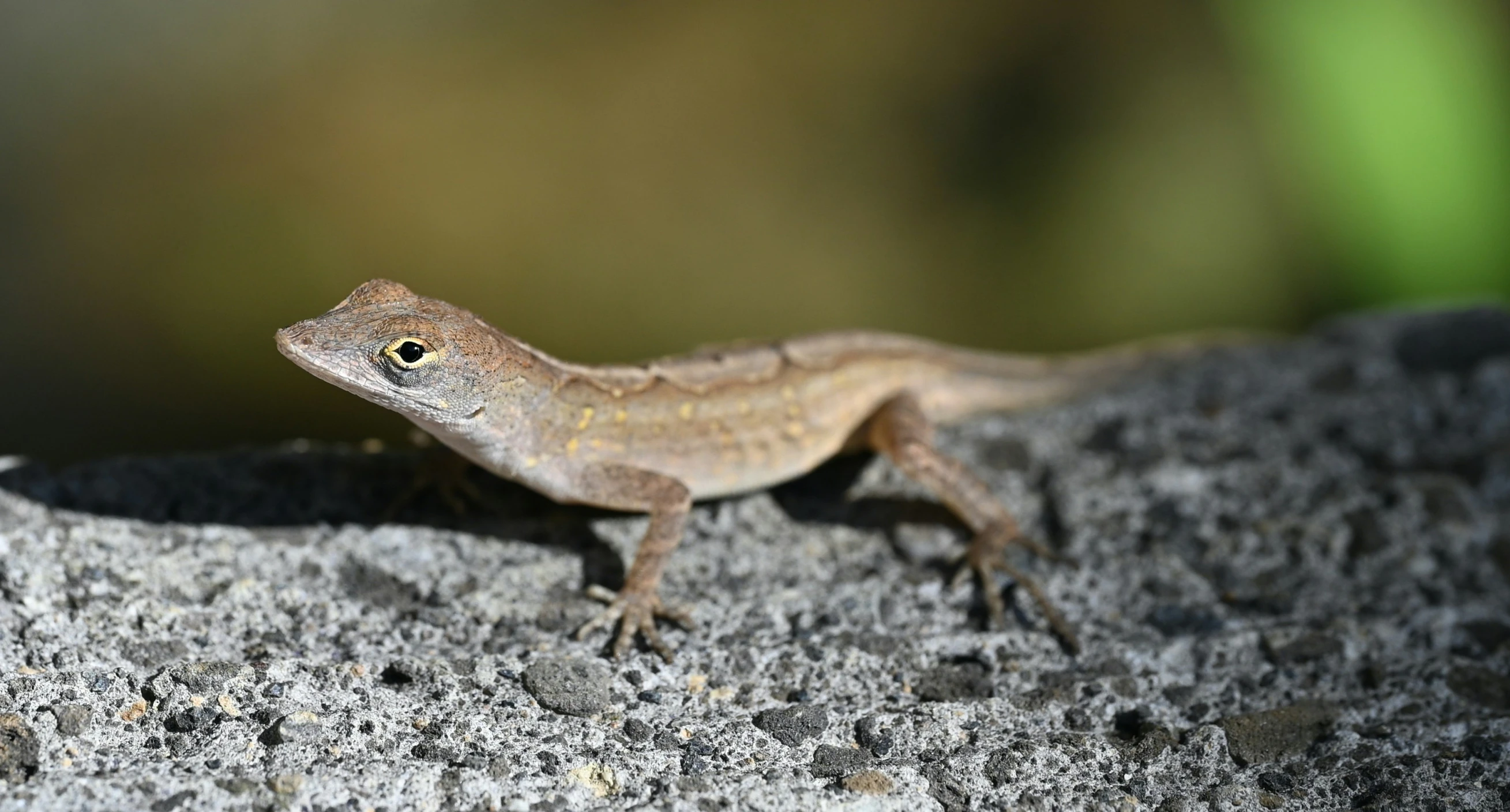 a lizard is on the side of a rock